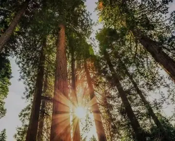 Message from the Ceo